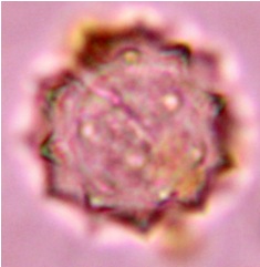 hyptis